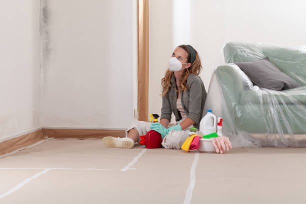 Reliable Basement Mold Removal contractor in Brighton, MI by Cheap Mold Removal