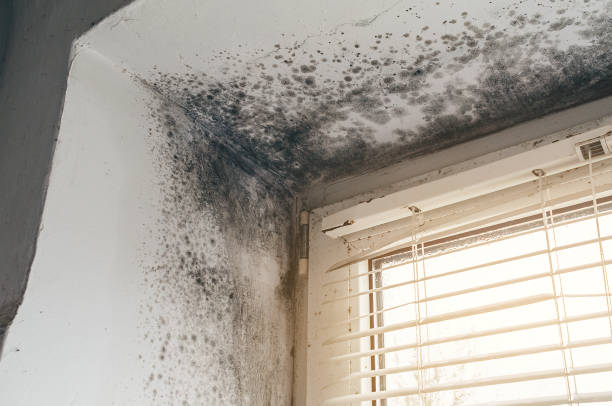 Trusted Mold Inspection service in Brighton, MI - Cheap Mold Removal