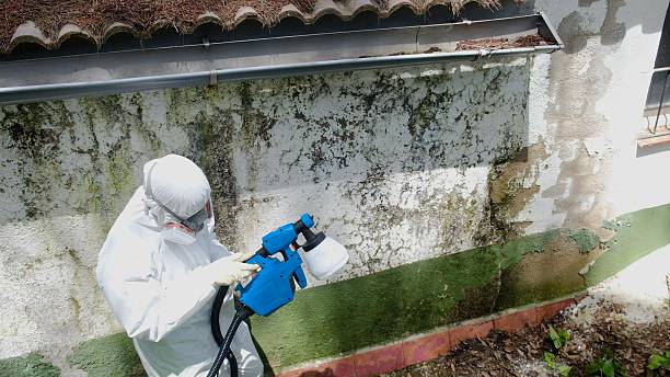 Top rated local Basement Mold Removal specialists in Brighton, MI